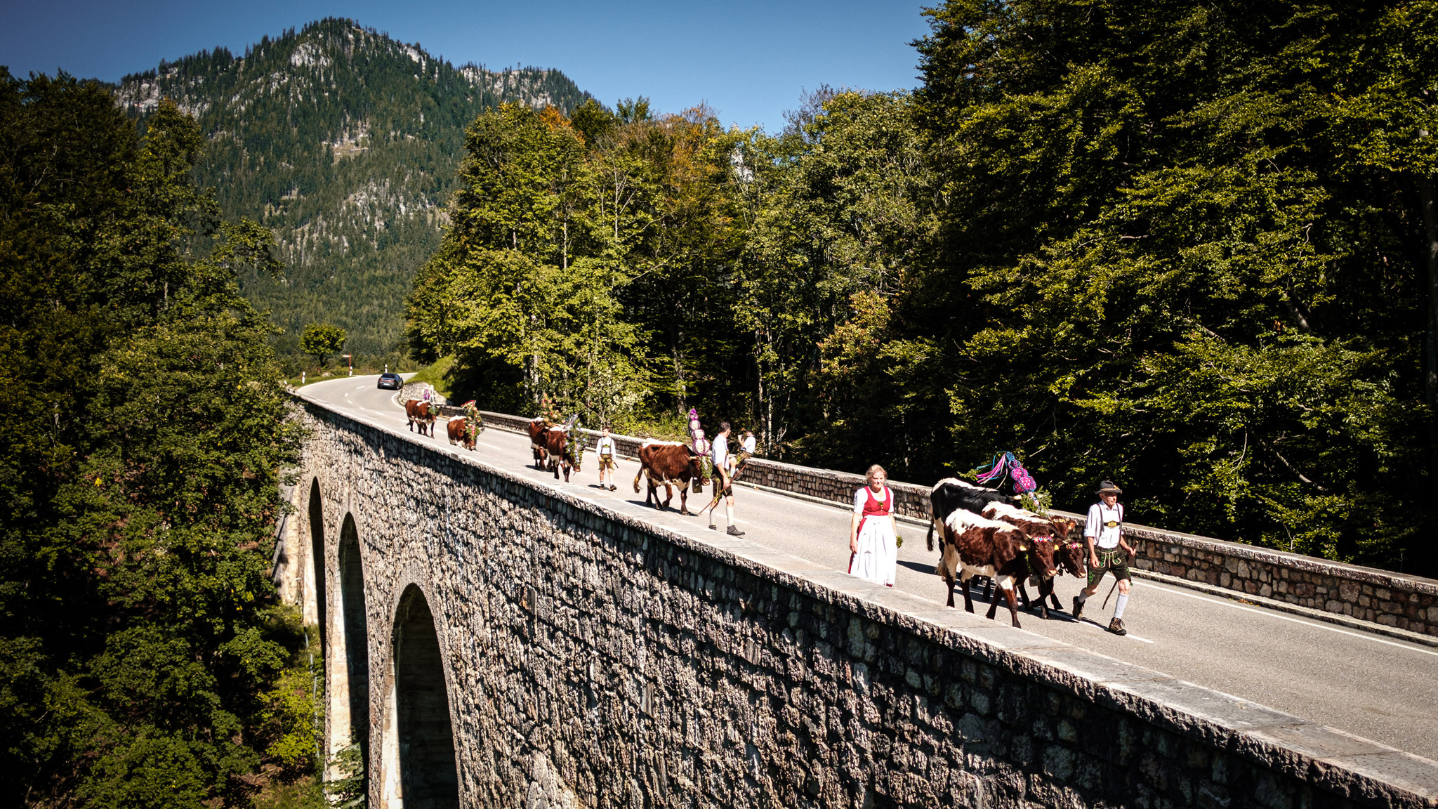 Almabtrieb auf Bergstraße bei Berchtesgaden – Menschen in Tracht führen festlich geschmückte Kühe über ein Viadukt.